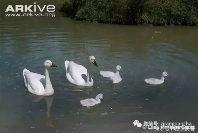 白鹄网名，秦岚白鹄微信昵称（你真的以为你了解天鹅）