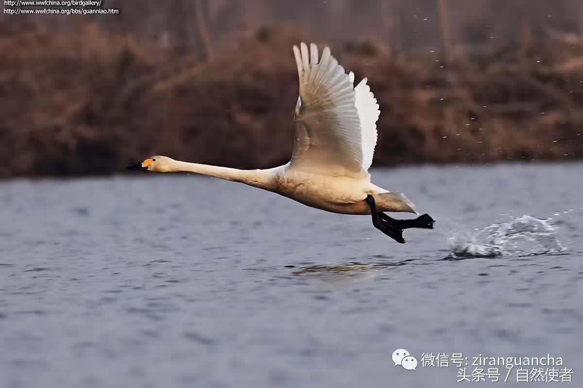 白鹄网名，秦岚白鹄微信昵称（你真的以为你了解天鹅）