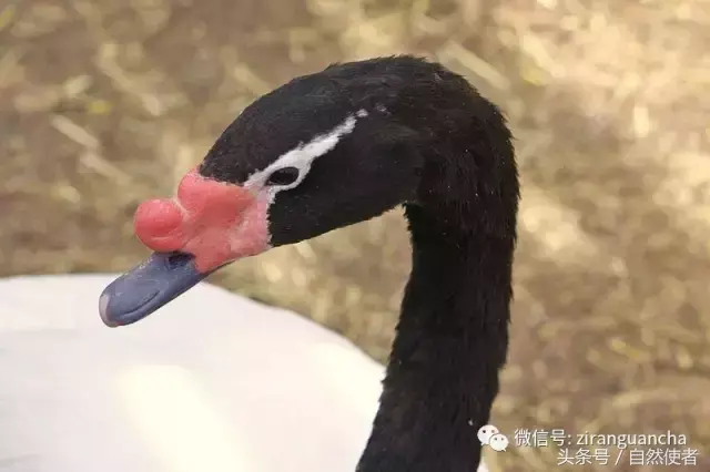 白鹄网名，秦岚白鹄微信昵称（你真的以为你了解天鹅）