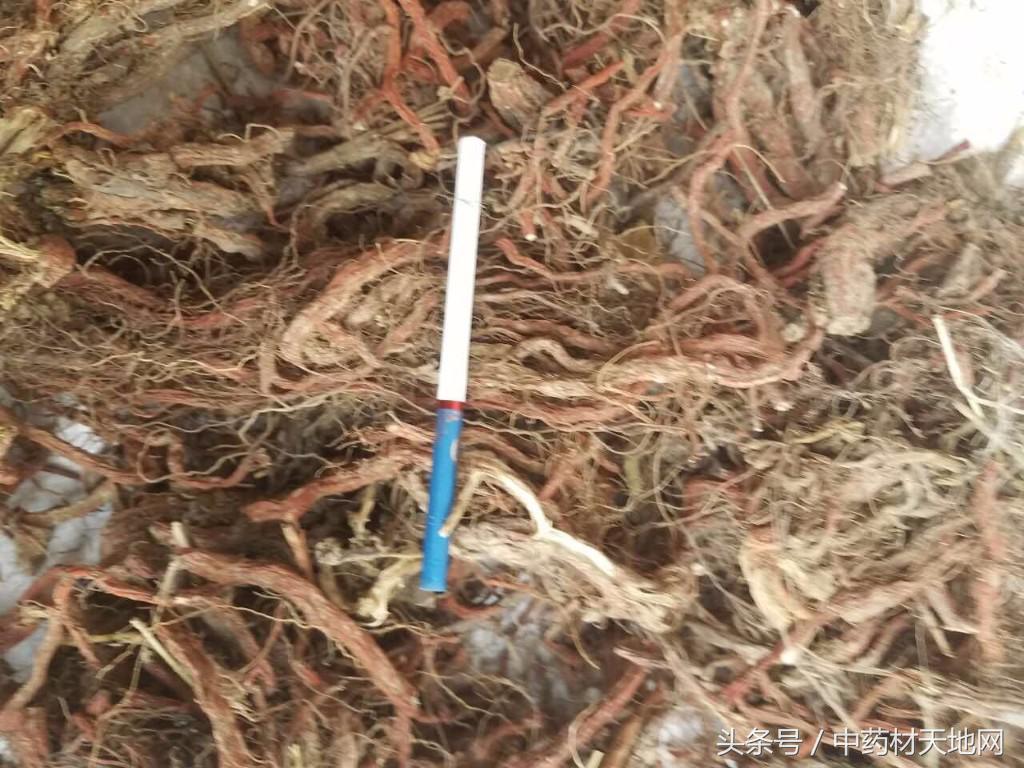 丹参产地，为什么丹参是伤肝中药（丹参多产区出现库存短缺）