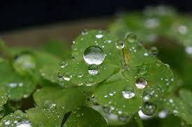 春雨的别称有什么，春雨的别名有叫什么（充满日本情趣的“雨”名）