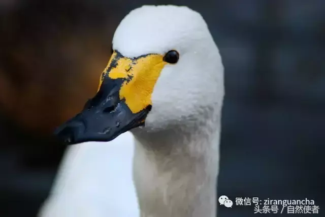 白鹄网名，秦岚白鹄微信昵称（你真的以为你了解天鹅）