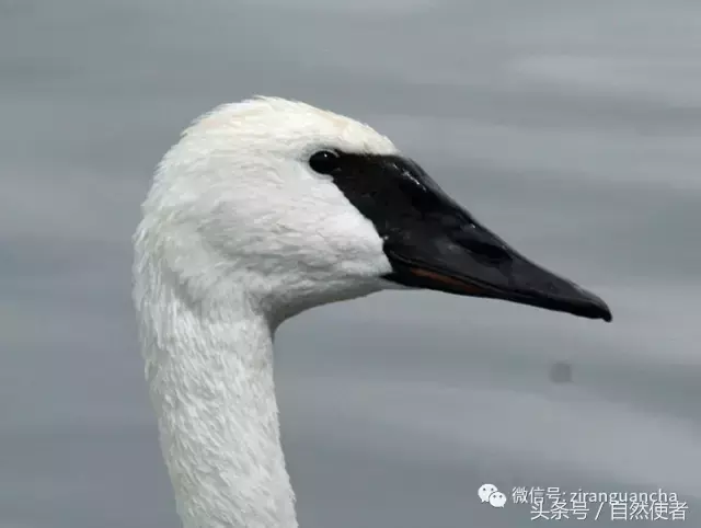 白鹄网名，秦岚白鹄微信昵称（你真的以为你了解天鹅）