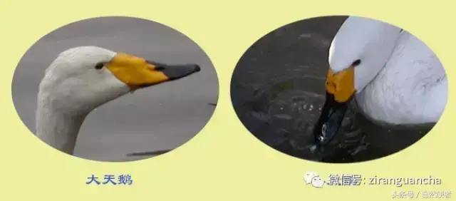 白鹄网名，秦岚白鹄微信昵称（你真的以为你了解天鹅）