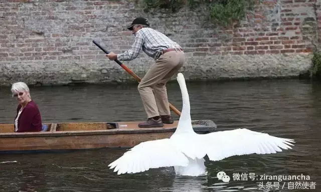 白鹄网名，秦岚白鹄微信昵称（你真的以为你了解天鹅）