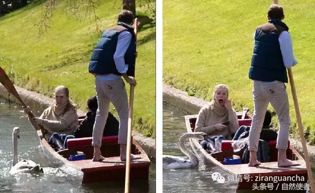 白鹄网名，秦岚白鹄微信昵称（你真的以为你了解天鹅）