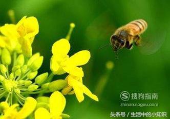 被蜜蜂蛰了怎么处理，被蜜蜂蛰了怎么处理消肿最快土方法（被蜜蜂蛰了之后应该怎么处理呢）
