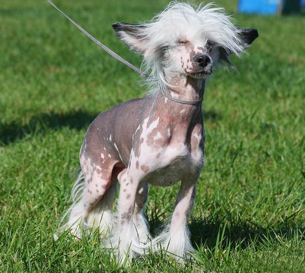 中国冠毛犬,又称中国无毛犬,半毛犬,中国裸体犬,中国皇家裸犬,中国船