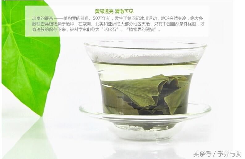 银杏茶的功效与作用有哪些，银杏叶茶有什么作用（银杏叶如何处理才能喝）