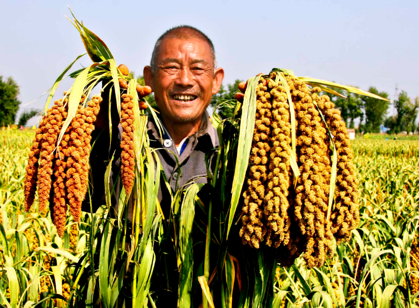 五谷杂粮有哪些，五谷杂粮有哪些好处（24种豆类杂粮大全）