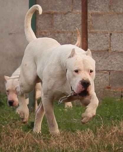 不建议养的10种狗,建议穷人养的10种狗(10种"爱咬人"的狗狗)