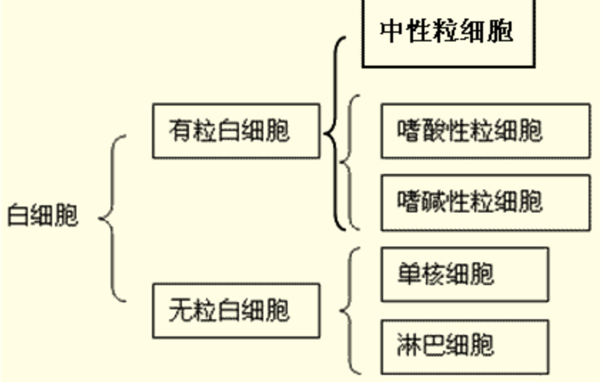 血红蛋白正常值是多少，血红蛋白正常值是多少5岁（如何看血常规报告单第一篇）
