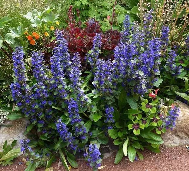 除了大花夏枯草还有别致的斑叶夏枯草,它们的观赏性都是不错的吗,有着