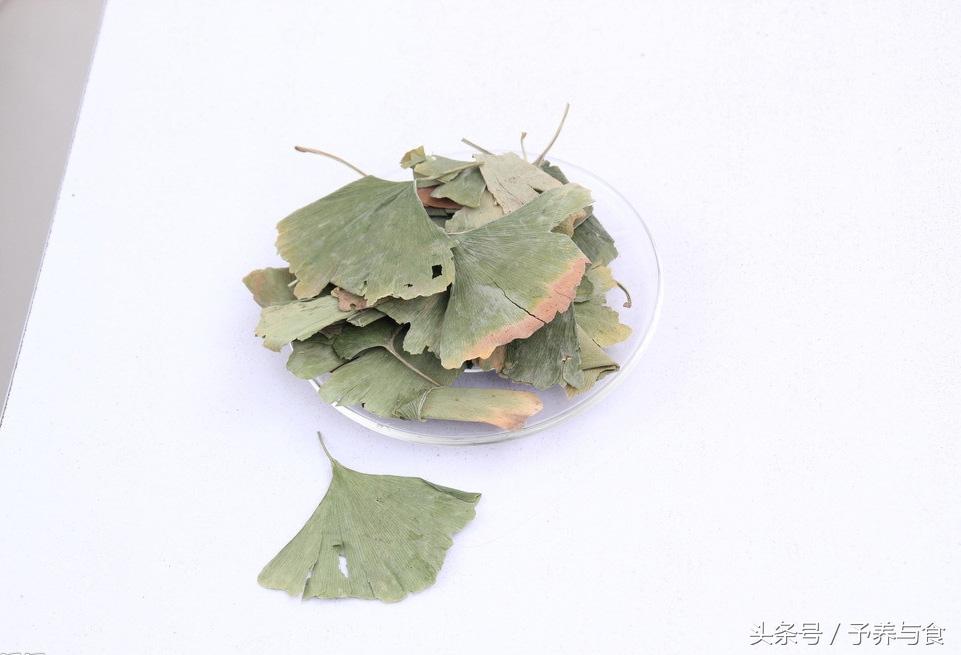 银杏茶的功效与作用有哪些，银杏叶茶有什么作用（银杏叶如何处理才能喝）