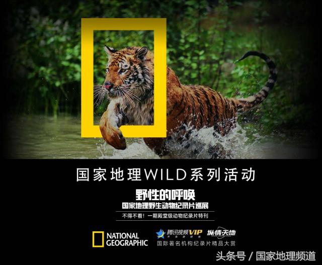 【WILD系列第三弹】深海巨影现身！震撼揭秘大王乌贼神秘真容与生存秘境