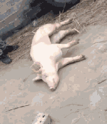 qwq是什么意思，pwp是什么意思（十二招教你搞定女朋友）