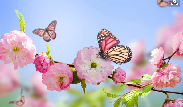 已婚女人梦见鲜花盛开，已婚女人梦见桃花盛开是什么意思（曾经做过的梦，蛮准的）