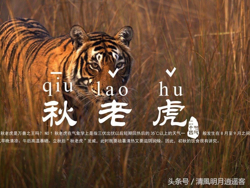 关于立秋的谚语有哪些 立秋谚语大全，关于立秋的谚语有哪些（盘点立秋的古诗词、习俗、谚语、养生秘诀）