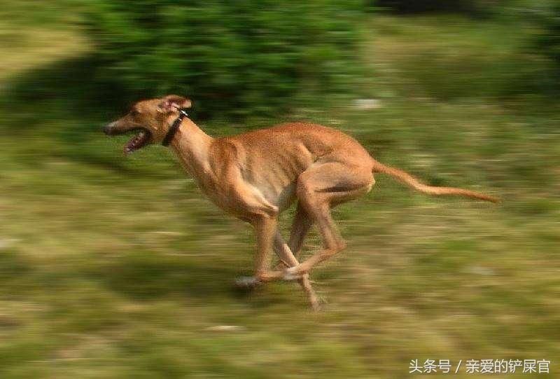 格力犬饲养指南：如何正确养护你的格力犬（养犬初学者必看的犬类饲养技巧）