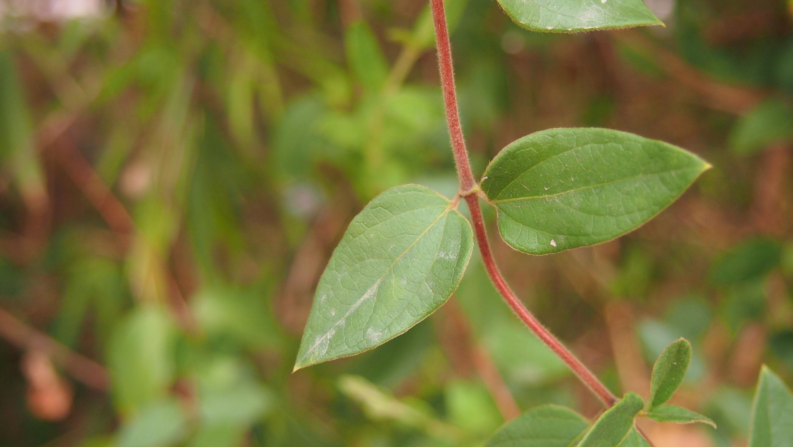 忍冬科忍冬属植物,又名二宝藤, 二色花藤, 金银花