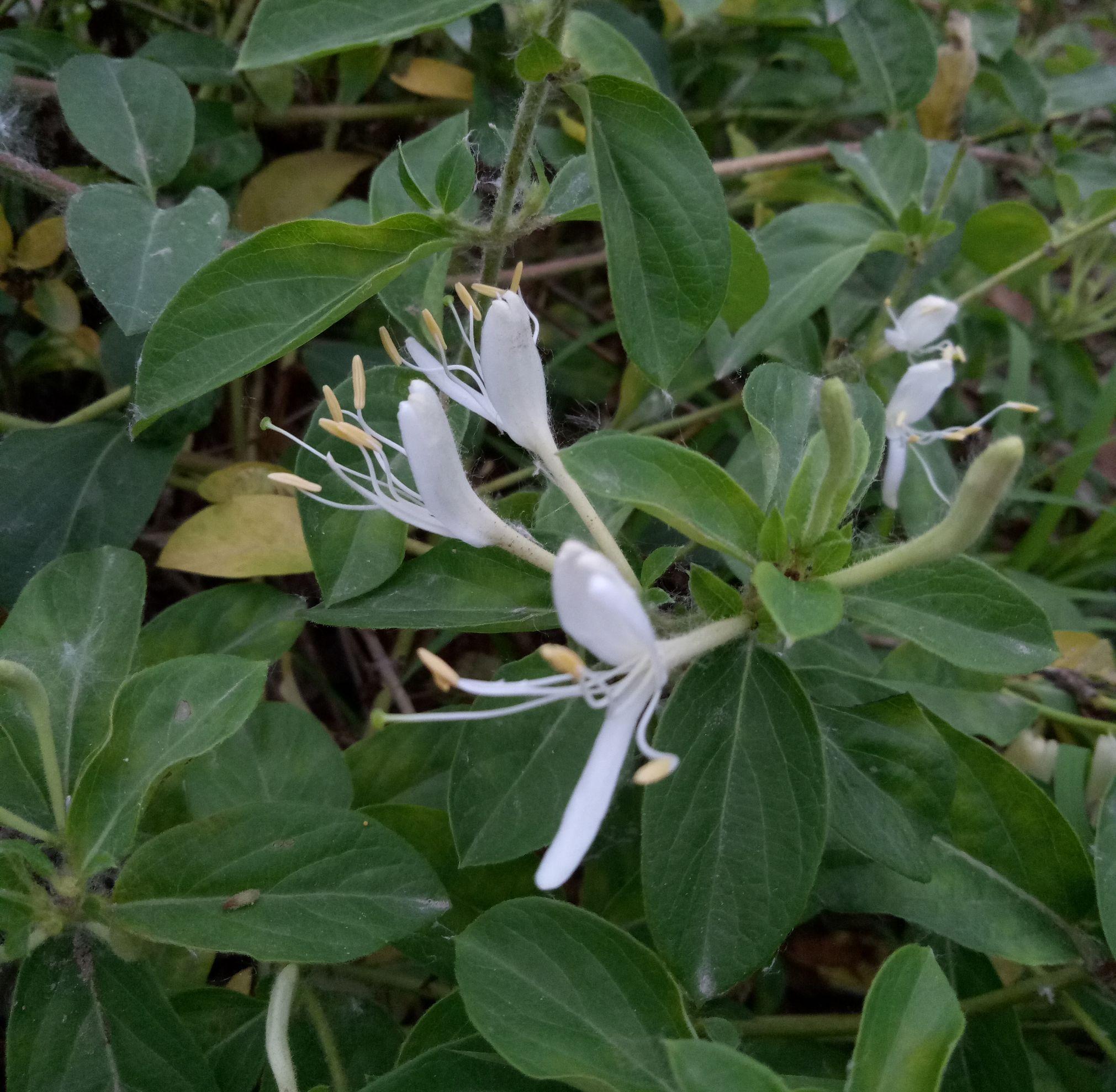 忍冬科忍冬属植物,又名二宝藤, 二色花藤, 金银花