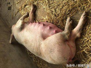 母猪生产前征兆，母猪生产前征兆有哪些（临产母猪有哪些征兆）