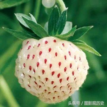 世界上最贵的五个水果,世界上最贵的10种水果 世界上最贵的五个水果,世界上最贵的10种水果