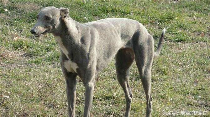 澳洲格力犬多少钱 澳洲格力犬比赛视频精华情形