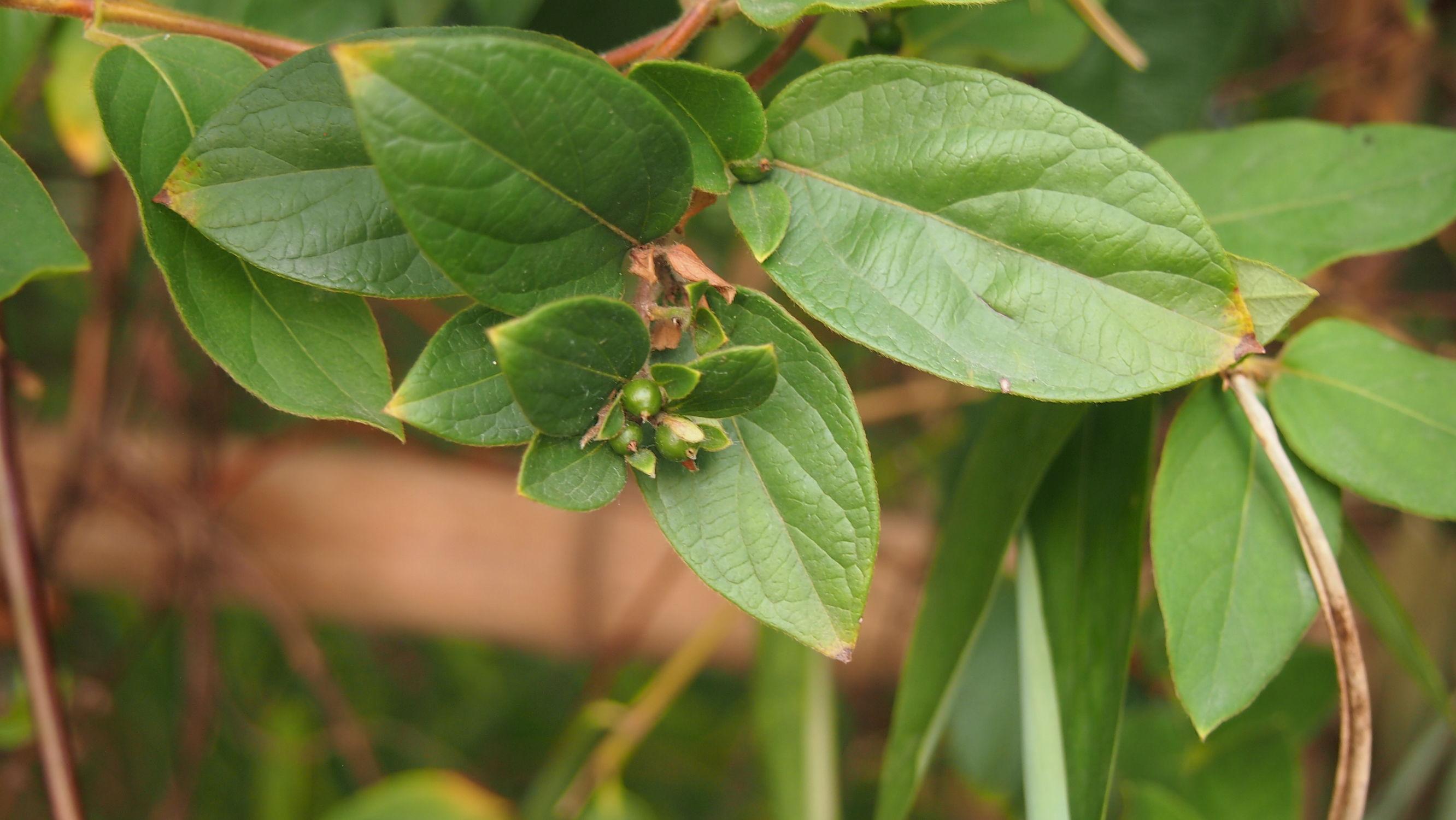 忍冬科忍冬属植物,又名二宝藤, 二色花藤, 金银花
