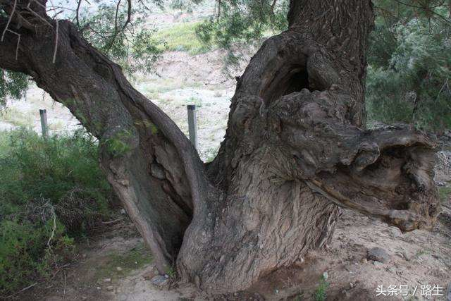 海原大地震每一百年一次吗，人和人在苦难中最亲近