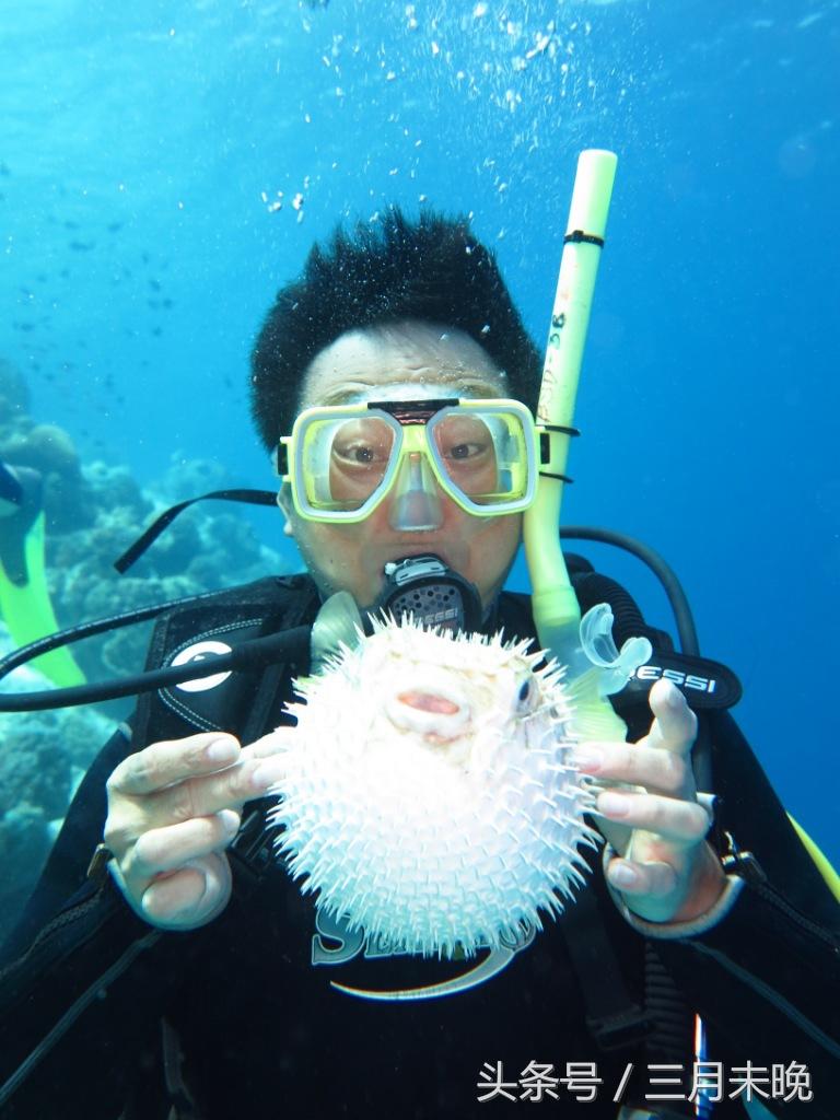 水中刺猬：几乎无游泳能力，神奇保命技能却经常害死自己！