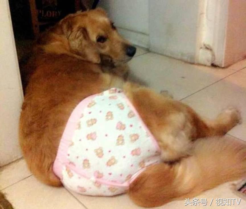 狗会来大姨妈吗(狗狗来月经需要管它吗)