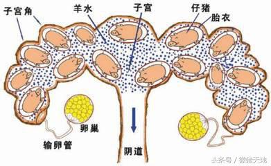 母猪生产前征兆，母猪生产前征兆有哪些（临产母猪有哪些征兆）