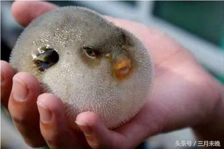 水中刺猬：几乎无游泳能力，神奇保命技能却经常害死自己！