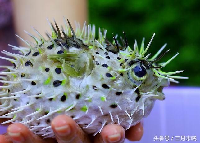 海中刺猬是什么动物(神奇保命技能却经常害死自己！)