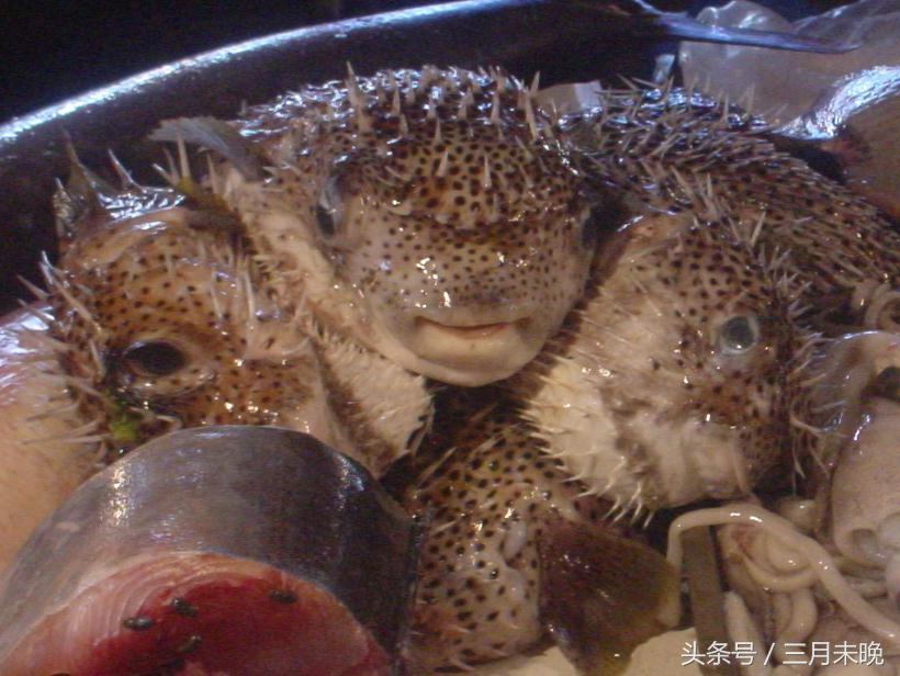 水中刺猬：几乎无游泳能力，神奇保命技能却经常害死自己！