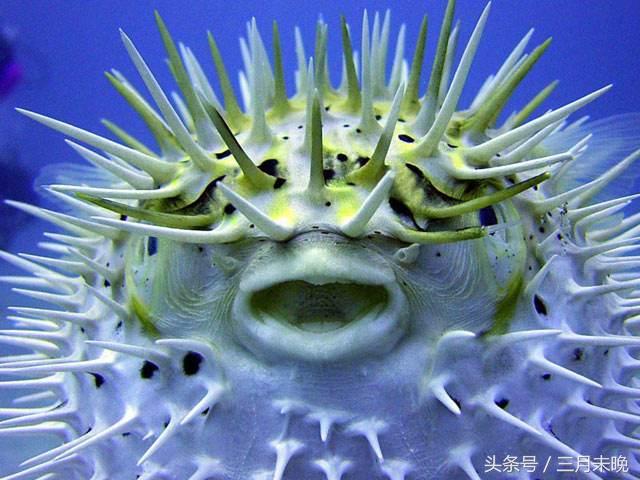 水中刺猬：几乎无游泳能力，神奇保命技能却经常害死自己！