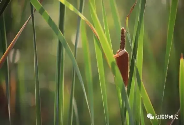 纺绩井臼’是什么，却只以纺绩井臼为要（香蒲：为什么又叫水蜡烛）