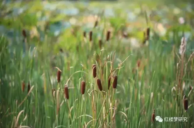 纺绩井臼’是什么，却只以纺绩井臼为要（香蒲：为什么又叫水蜡烛）