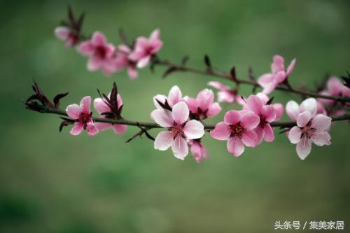 教你12招改善风水带来桃花运 风水上最快的招桃花运