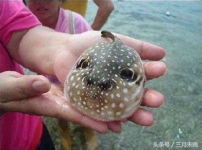 水中刺猬：几乎无游泳能力，神奇保命技能却经常害死自己！