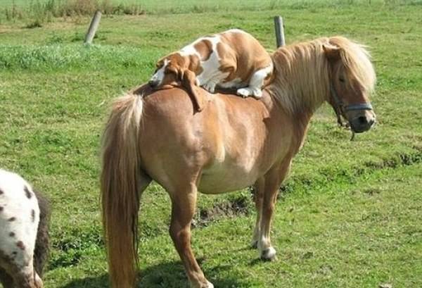 86年男虎和82年女狗相配婚姻如何,86年虎和84年鼠相配婚姻如何 - 珍缘