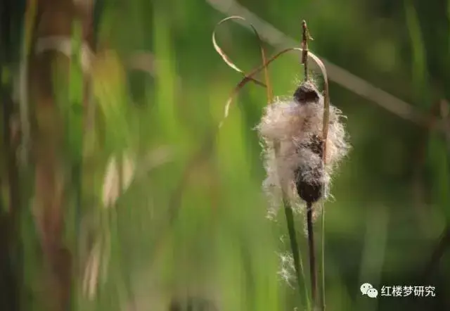 纺绩井臼’是什么，却只以纺绩井臼为要（香蒲：为什么又叫水蜡烛）