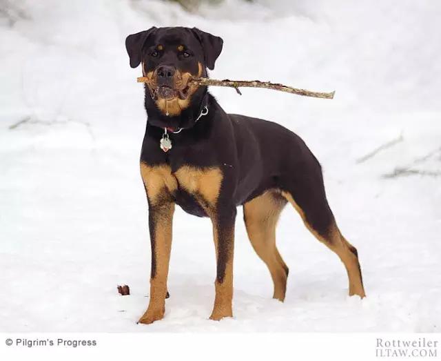 罗威纳犬有多少斤 罗威纳犬能长多大能长多重