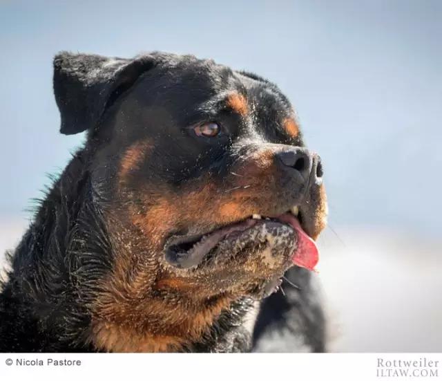 罗威纳犬有多少斤 罗威纳犬能长多大能长多重