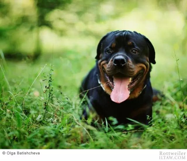 罗威纳犬有多少斤 罗威纳犬能长多大能长多重