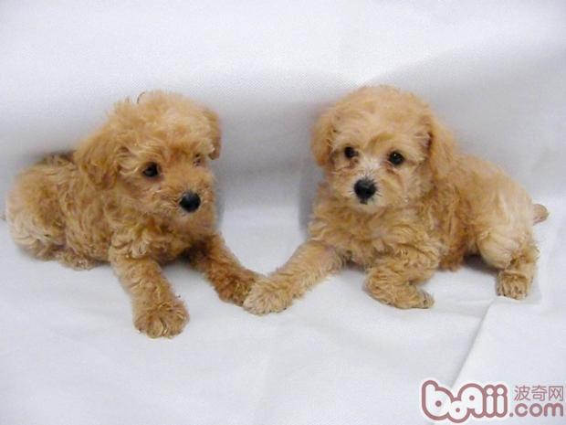 不掉毛的狗狗品种，不掉毛的狗狗品种有哪些（排在第1的墨西哥无毛犬实在太骚啦）