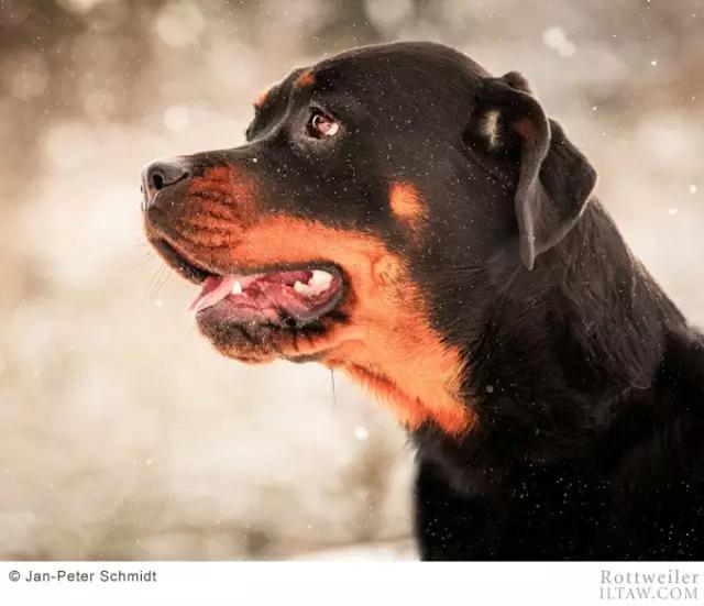 罗威纳犬有多少斤 罗威纳犬能长多大能长多重