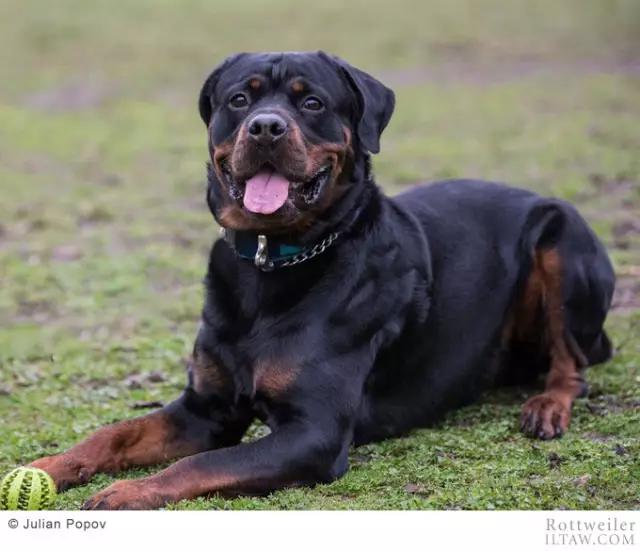 罗威纳犬有多少斤 罗威纳犬能长多大能长多重