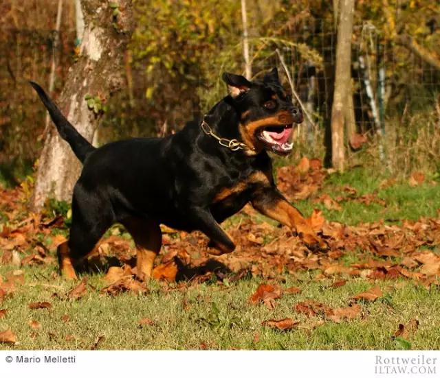 罗威纳犬有多少斤 罗威纳犬能长多大能长多重